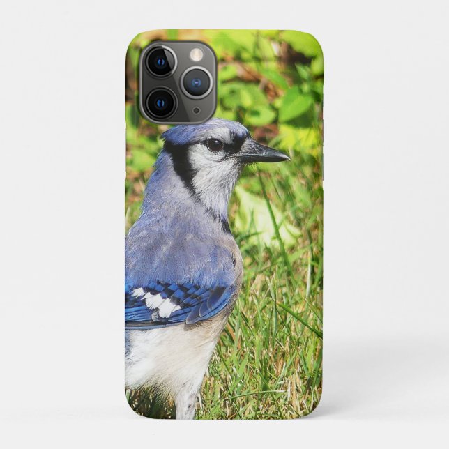 Northern Blue Jay Case-Mate iPhone Case (Back)