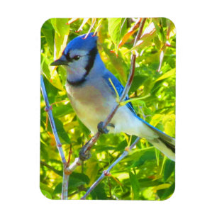Northern Blue Jay Early Autumn Quebec Canada Magnet