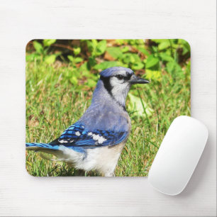 Northern Blue Jay Mouse Pad