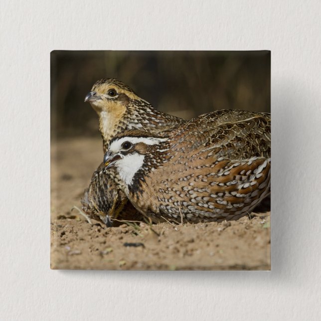 Northern Bobwhite quail babies at pond for drink 2 Inch Square Button (Front)