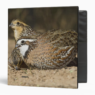 Northern Bobwhite quail babies at pond for drink Binder