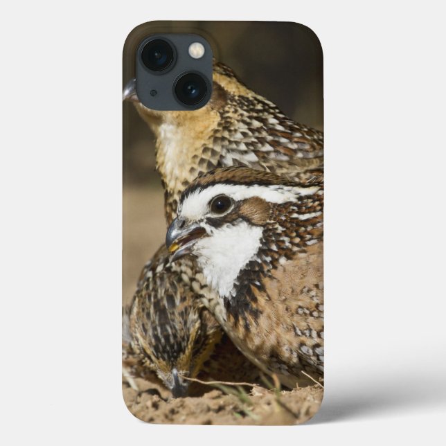 Northern Bobwhite quail babies at pond for drink Case-Mate iPhone Case (Back)