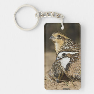 Northern Bobwhite quail babies at pond for drink Keychain
