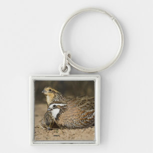 Northern Bobwhite quail babies at pond for drink Keychain
