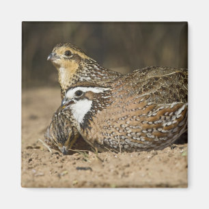 Northern Bobwhite quail babies at pond for drink Magnet