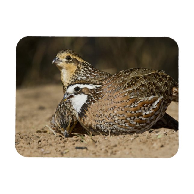 Northern Bobwhite quail babies at pond for drink Magnet (Horizontal)