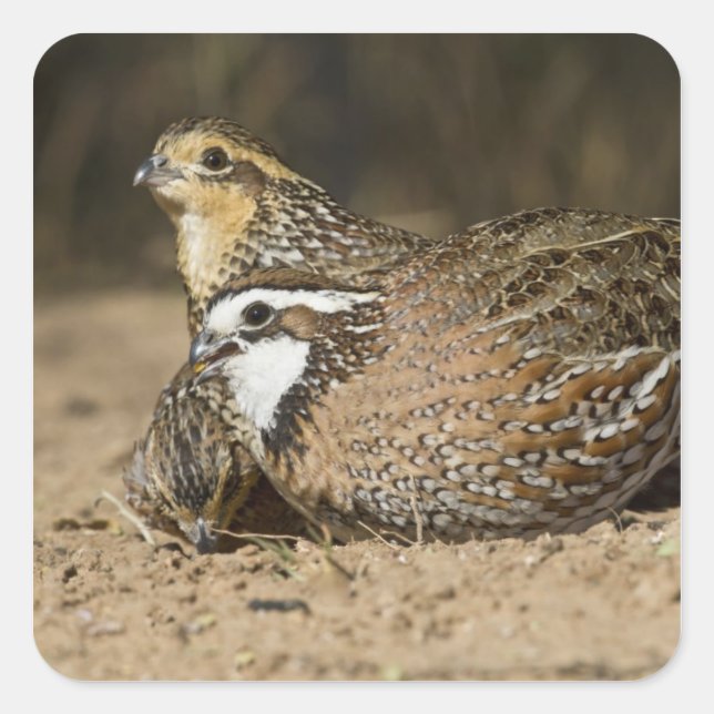 Northern Bobwhite quail babies at pond for drink Square Sticker (Front)