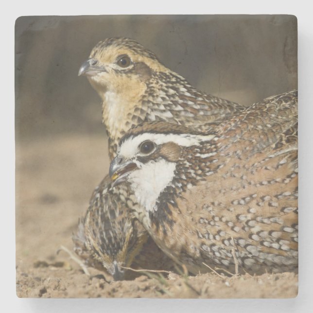 Northern Bobwhite quail babies at pond for drink Stone Coaster (Front)