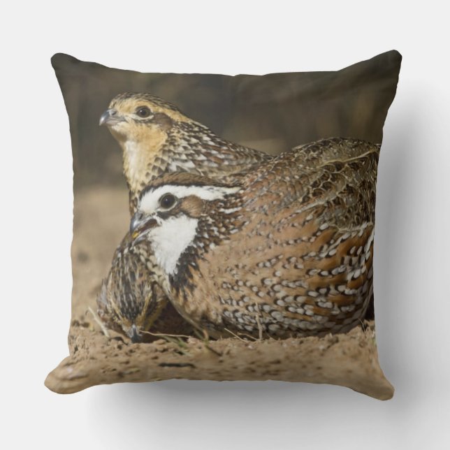 Northern Bobwhite quail babies at pond for drink Throw Pillow (Front)