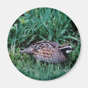 Northern Bobwhite Quail Magnet