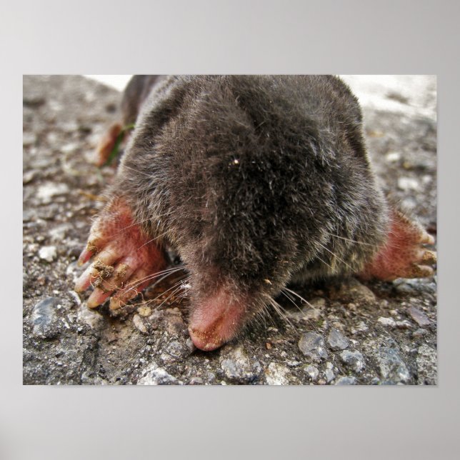 Northern Broadfoot Mole Poster (Front)