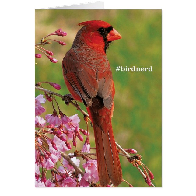 Northern Cardinal (Front)