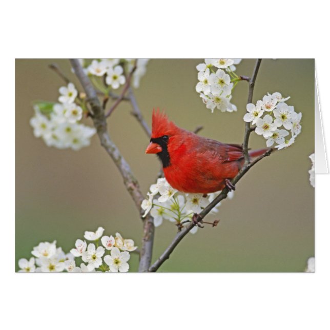 Northern Cardinal (Front Horizontal)