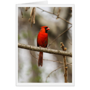 Northern Cardinal
