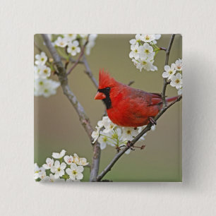 Northern Cardinal 2 Inch Square Button