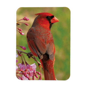 Northern Cardinal 2 Magnet