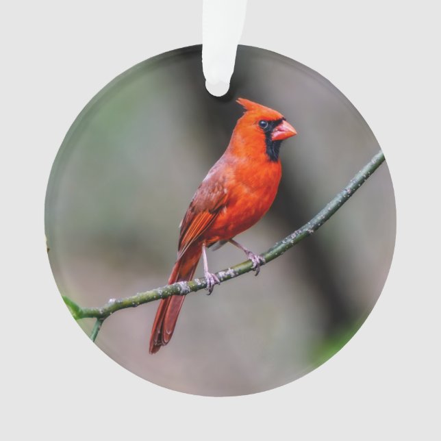 Northern Cardinal Acrylic Ornament (Front)