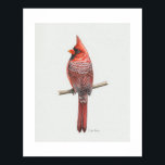 Northern Cardinal Art Print<br><div class="desc">This drawing of a handsome male Northern Cardinal was inspired by a reference photo from the incredible Jeff Basler (used with permission).</div>