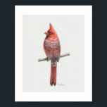 Northern Cardinal Art Print<br><div class="desc">This drawing of a handsome male Northern Cardinal was inspired by a reference photo from the incredible Jeff Basler (used with permission).</div>