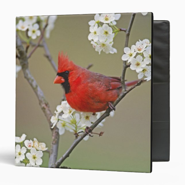Northern Cardinal Binder (Front/Inside)