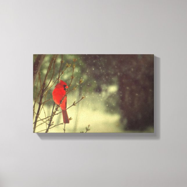 Northern Cardinal Canvas Print (Front)