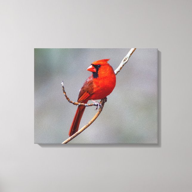 Northern Cardinal Canvas Wall Art (Front)
