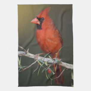 Northern Cardinal, Cardinalis cardinalis, male Kitchen Towel