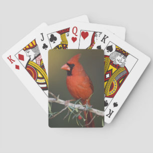 Northern Cardinal, Cardinalis cardinalis, male Playing Cards