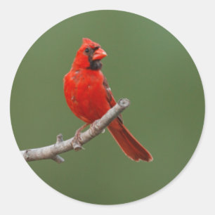 Northern Cardinal Classic Round Sticker