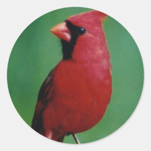 Northern Cardinal Classic Round Sticker