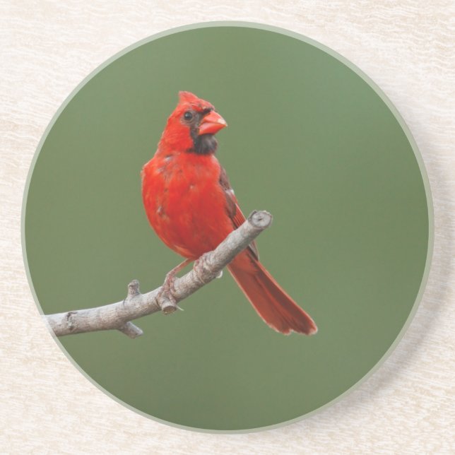 Northern Cardinal Coaster (Front)