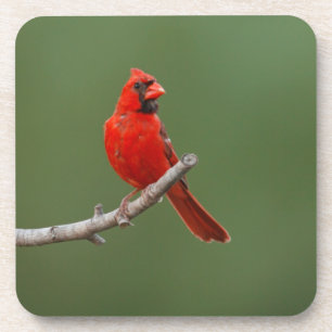 Northern Cardinal Coaster