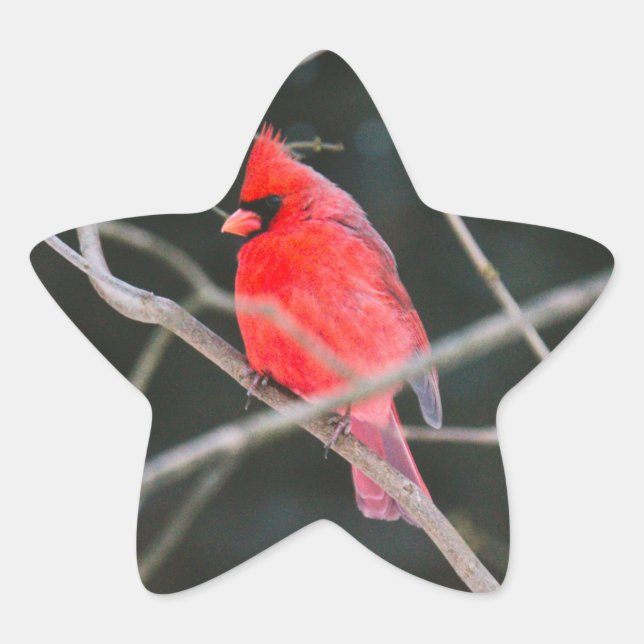 Northern Cardinal Crest Star Sticker (Front)