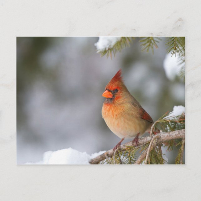 Northern Cardinal female in spruce tree in winter Postcard (Front)