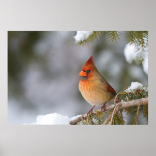 Northern Cardinal female in spruce tree in winter Poster