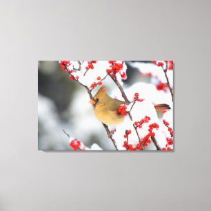 Northern Cardinal female on Common Winterberry Canvas Print