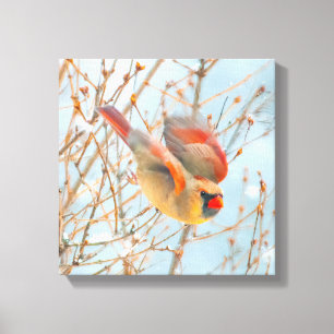 Northern Cardinal Flying - Original Photograph Canvas Print