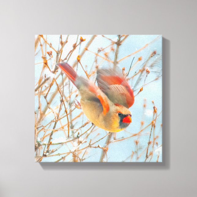 Northern Cardinal Flying - Original Photograph Canvas Print (Front)