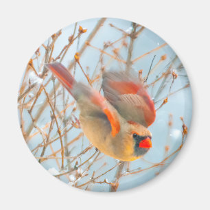 Northern Cardinal Flying - Original Photograph Magnet