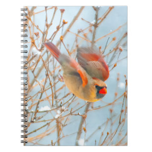 Northern Cardinal Flying - Original Photograph Notebook