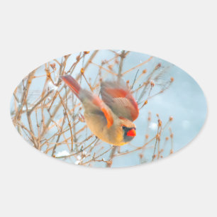 Northern Cardinal Flying - Original Photograph Oval Sticker