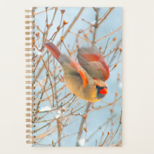 Northern Cardinal Flying - Original Photograph Planner