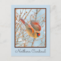 Northern Cardinal Flying - Original Photograph