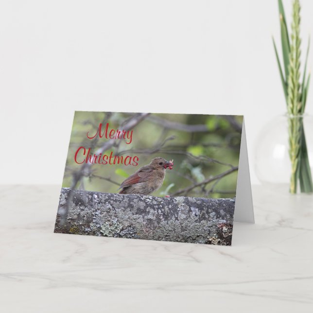 Northern cardinal holiday card (Front)