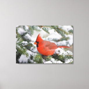 Northern Cardinal in Balsam fir tree in winter Canvas Print
