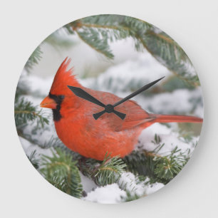 Northern Cardinal in Balsam fir tree in winter Large Clock
