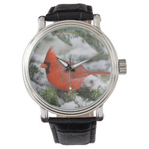 Northern Cardinal in Balsam fir tree in winter Watch
