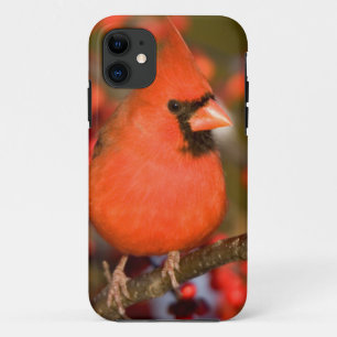 Northern Cardinal in Common Winterberry iPhone 11 Case