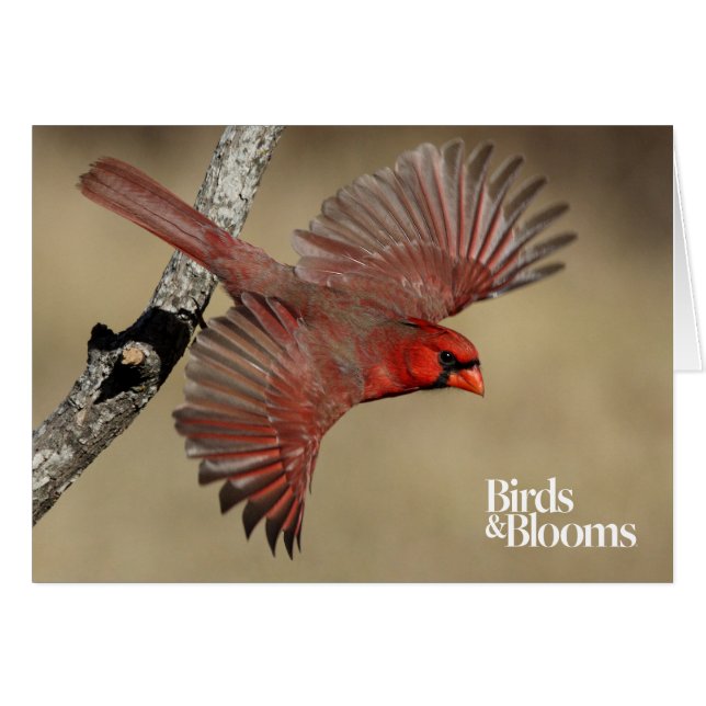 Northern Cardinal In Flight (Front Horizontal)