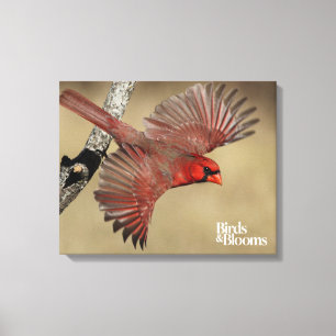 Northern Cardinal In Flight Canvas Print